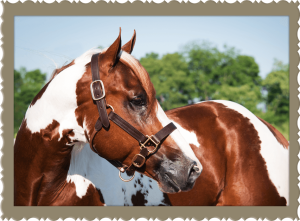 Breeding Information