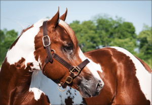 Invited to the dance - Warren