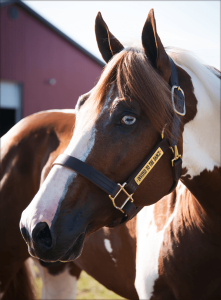 Invited to the dance - Warren