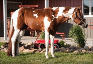 Invited to the dance - Warren